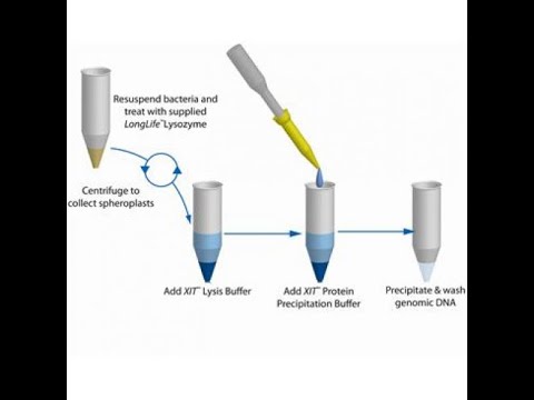 DNA Extraction Protocol from bacteria