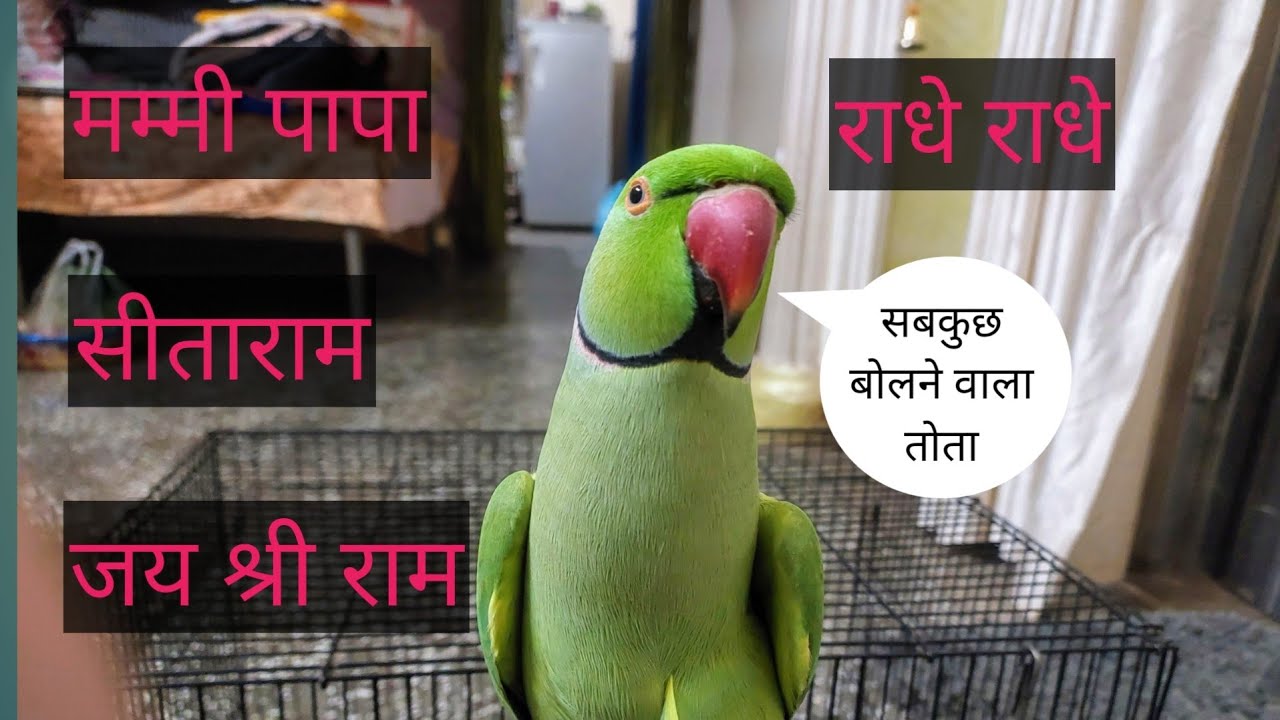 parrot talking mummy papa | parrot talking radhe radhe | राधे राधे बोलने वाला तोता | जय श्री राम |🌷💖