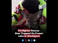Firefighter Rescue  Deer Trapped On Frozen Lake in Washigton