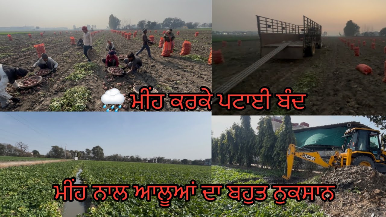 🌧️ ਮੀਂਹ ਨੇ ਰੋਕ ਤਾ ਪਟਾਈ ਦਾ ਕੰਮ  // 🌧️ ਮੀਂਹ ਨੇ ਕੀਤੀ ਆਲੂਆਂ ਦਾ ਬਹੁਤ ਨੁਕਸਾਨ // ਟੋਏ ਪਟਾਏ ਖੇਤ ਚ // 🙏