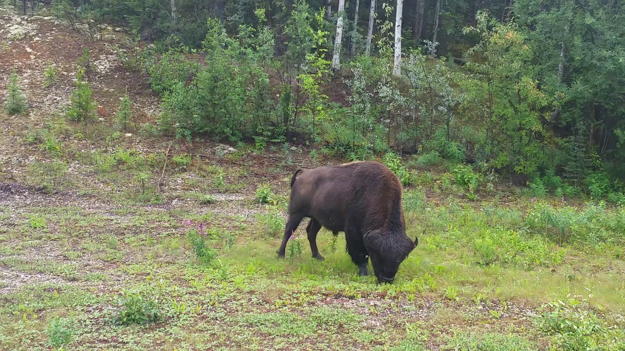 camera iphone 8 plus apk Wild Buffalo Bison on the side of the Alaska Highway in British Columbia, Canada