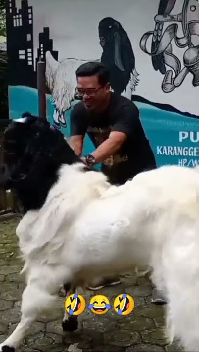 Kambing Galak,, 😂 #shorts