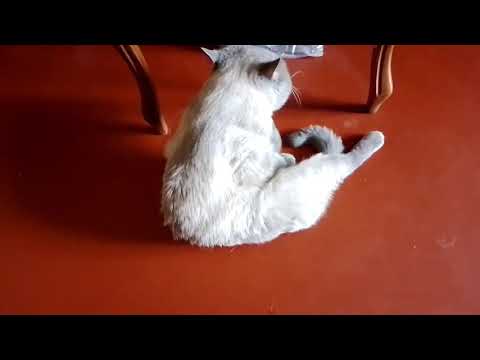 Cupid The Cat Likes To Always Be In Order Amur Cat