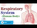 Human respiratory system in hindi class 10 science  narendra sir iitb 2003 air 445