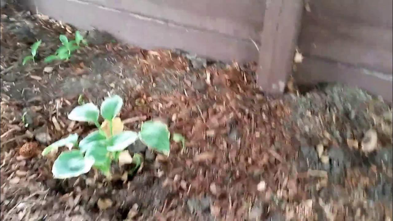 Hosta Plant Roots Being Eaten By Squirrels Or Rabbits YouTube