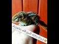 'බලන්න මේ පුංචි හිරිදාරියා! 😍| Kavi | " 😊