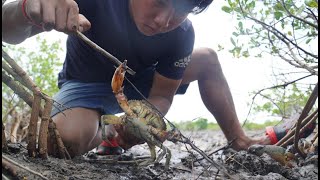 Catching Mud Crabs In Hole  Muddy  | Hunting Giant Mud Crabs At The Sea Swamp After Water Go Down