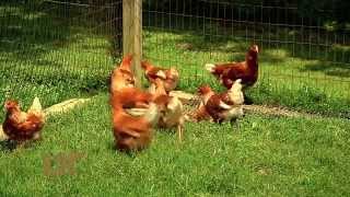 4-H Chick Chain 4 H Chick Chain Project Overview