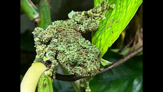 Vietnamese Mossy Frogs enclosure build and care