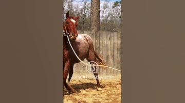 What we want is for the horse to understand the snaffle bit before we ride.   #b1 #es20 #horse