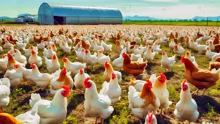 652 million chickens are raised this way by Australian Farmers - Chicken Farms