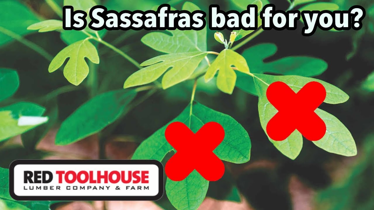 Is sassafras hazardous to your health?