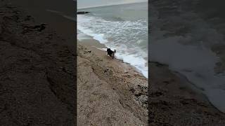 РЕАКЦИЯ СОБАКИ НА МОРЕ РЕАКЦИЯ СОБАКИ НА МОРЕ