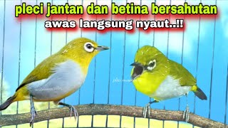 Pleci Jantan Dan Pleci Betina Bersahutan, 100% Ampuh Buat Pancingan | Pleci Bustomi Gacor 