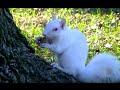 Videos for Cats to Watch,Ultimate Birds,Squirrels Compilation,