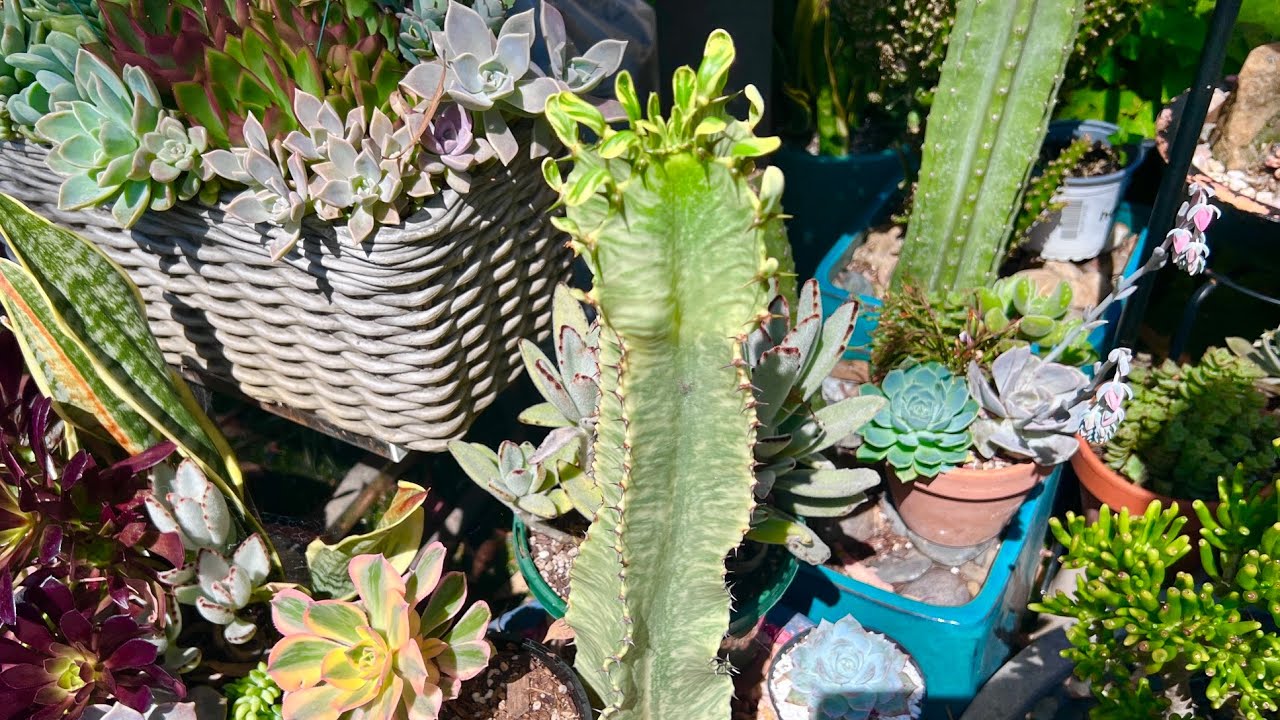 Euphorbia Ammak Variegata