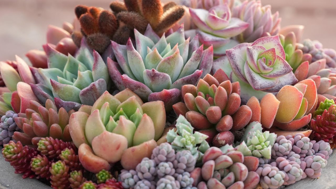 356 [It's the season for succulents] In fact, they are also good
