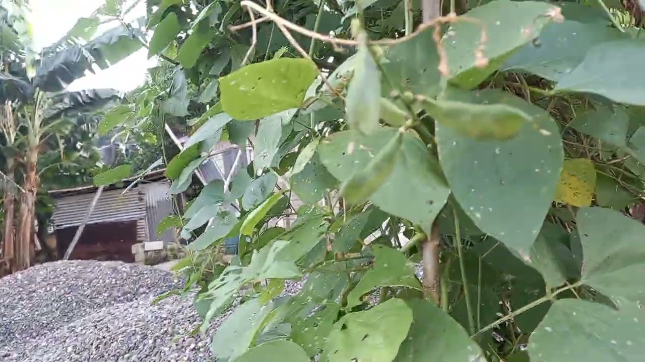 Кто помнит эти бобы? ❤️🙏🏻🇯🇲