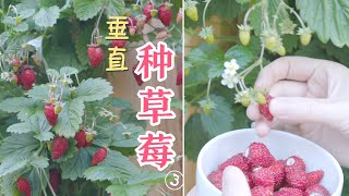 垂直种草莓(3) 之 大丰收：实现草莓自由｜Harvest alpine strawberries