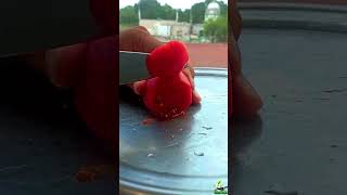 Slice Of Satisfaction Real Tomato Cut In Hd