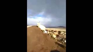 Cyclone Shaheen Oman عمان الإعصار شاهين تراجع و عودة النشاط