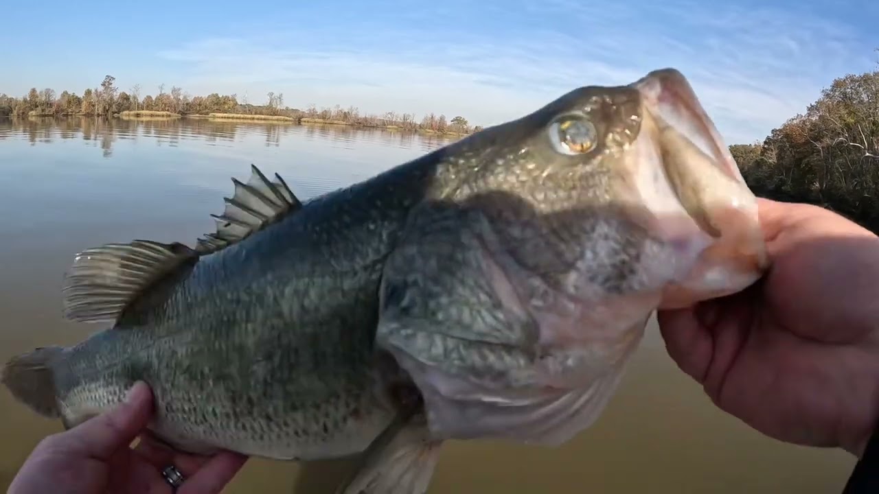James River Bass Fishing Bucca 4×4's fall fishing