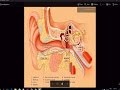 Заболявания на вътрешното ухо - симптоми, диагностика и лечение