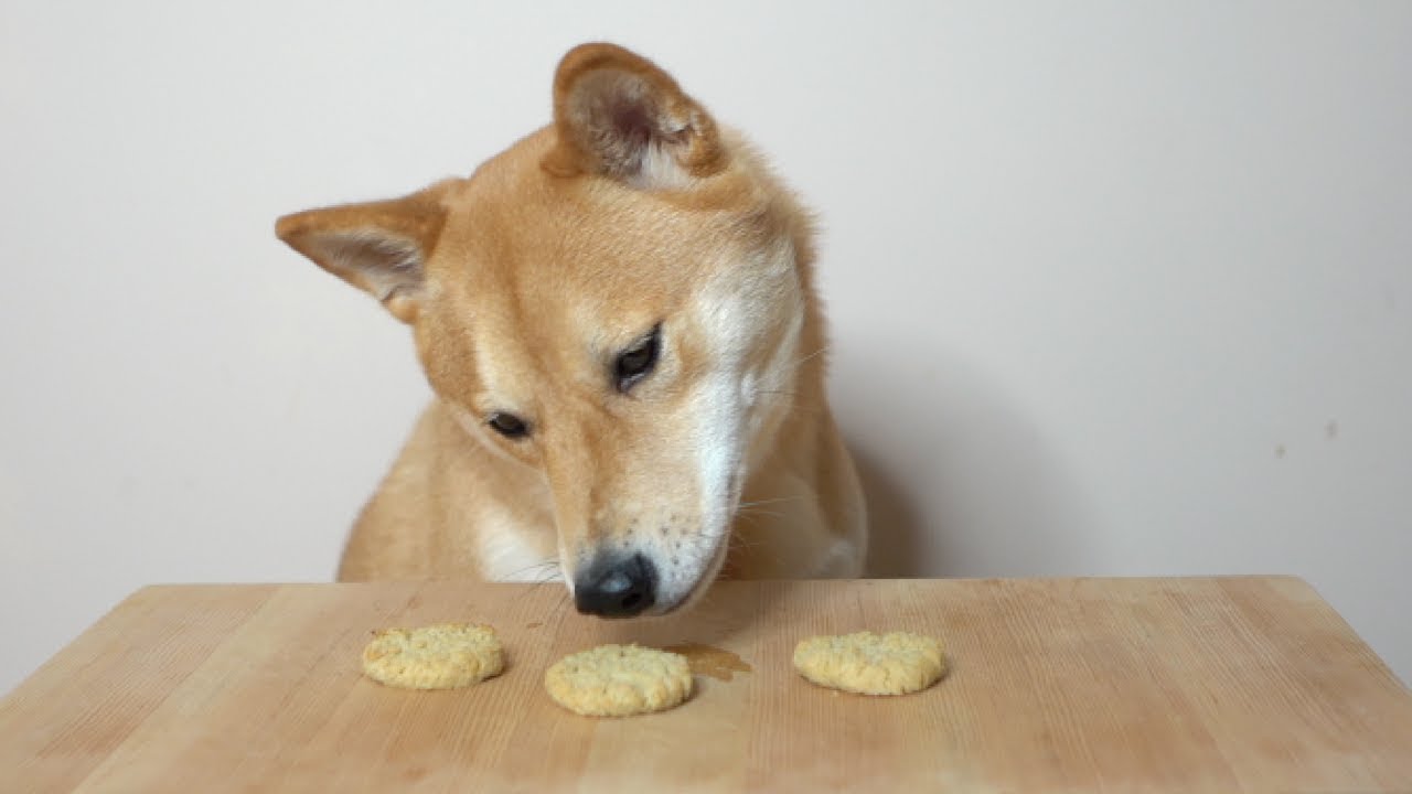 Dog Eats 3 Biscuits for 300,000 