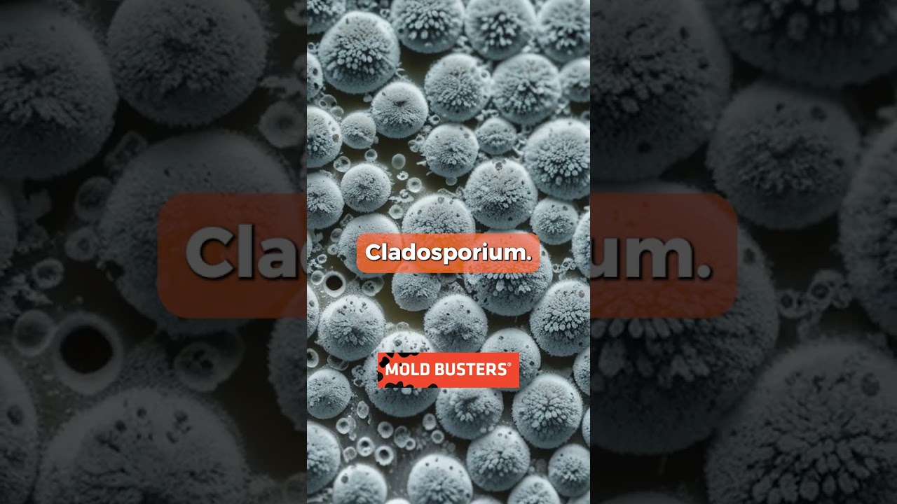 "Hidden Dangers: 3 Types of Toxic Mold Lurking in Your Home!"