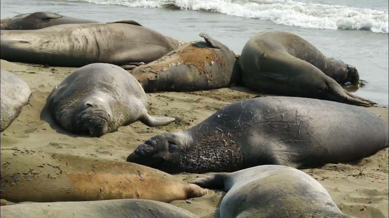 Elephant Seals, Central California Coast - YouTube