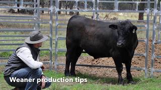 Weaner Production Tips