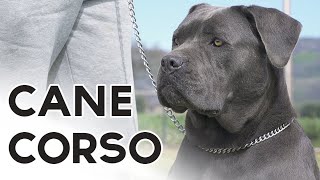 CANE CORSO