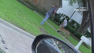 Police still searching for India the tiger