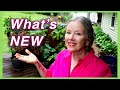 Mid-June GARDEN TOUR | What's NEW!