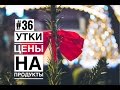 #36 ВАРШАВА | ОЗЕРО НАД БАЛАТОНОМ | ЦЕНЫ НА ПРОДУКТЫ В ПОЛЬШЕ