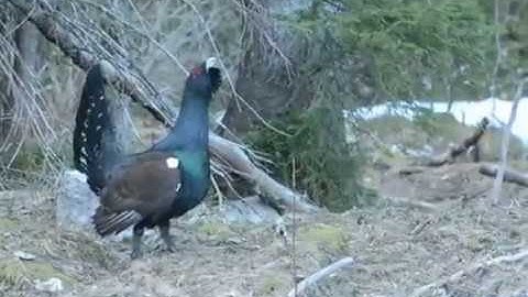 Lekking Capercaillie