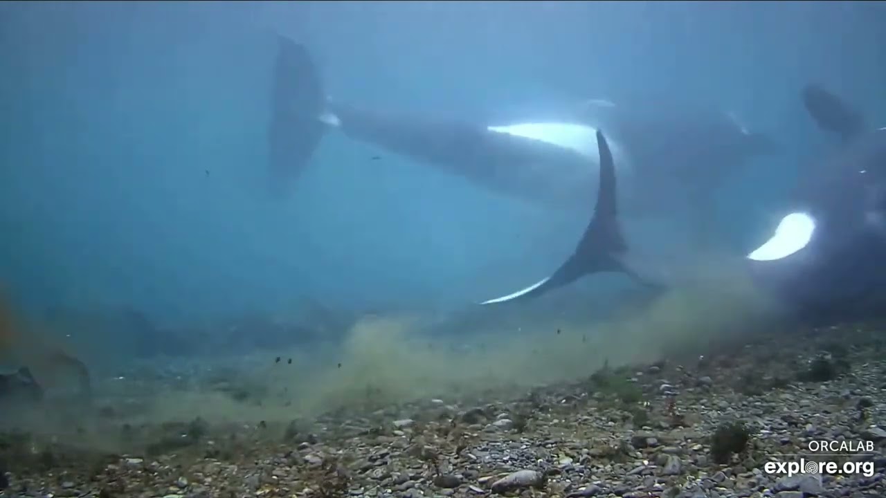 ￼I￼65‘s on Strider rubbing beach September 20th, 2024