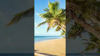 Shorts Caribbean Golden Beach caribbean beach
