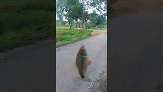 Amazing fish #fish #fishing #iran #foryou #trending #youtubeshorts #islamic_video #iran #tabriz
