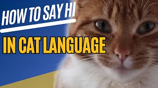 How to Say Hi to Your Cat in Cat Language (It's Easier Than You Think!) / Cat World Academy