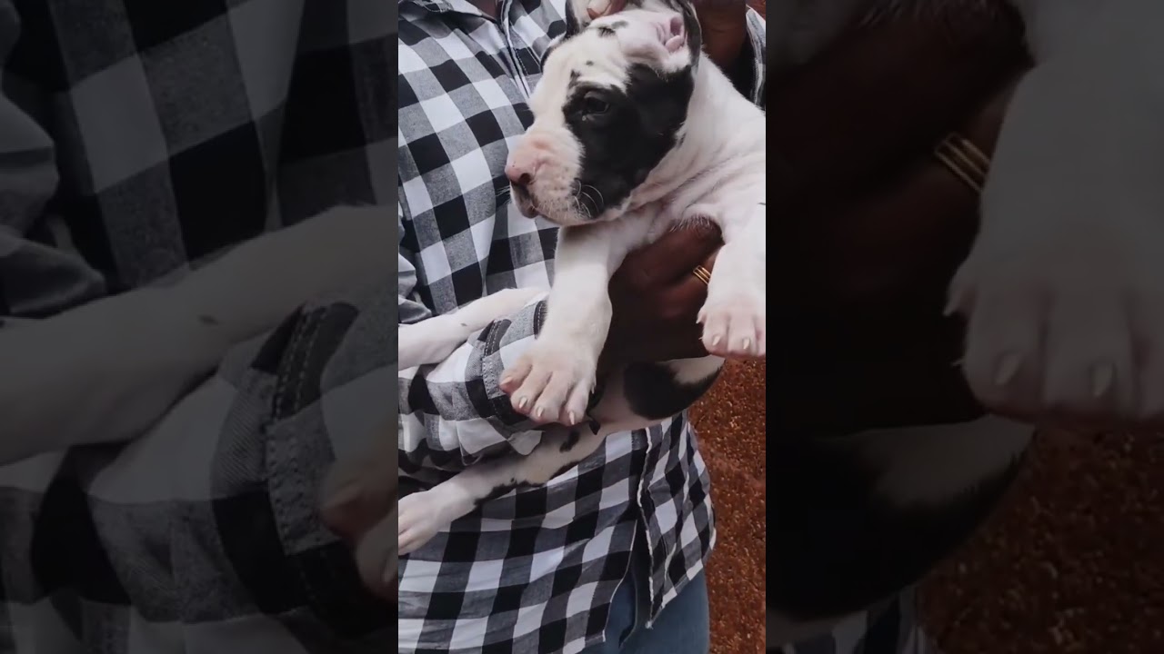 Top quality great Dane puppies for sale/9392868244/ak pets world 
