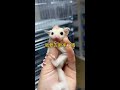 Little baby going to the new home # January Pet Contest # Cute Pets # Sugar Glider