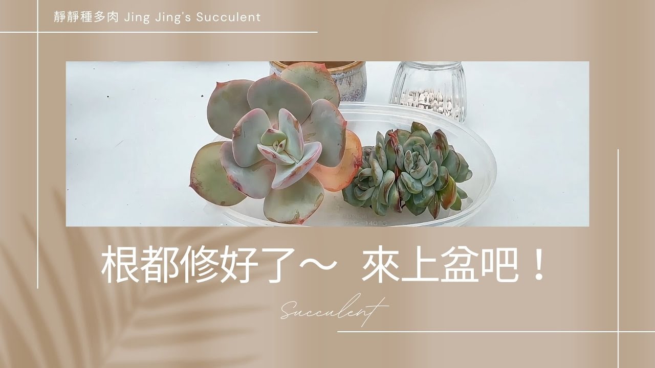 【靜靜種多肉】根都修好了🙂‍🙂‍～～來上盆吧🥰🥰!!
