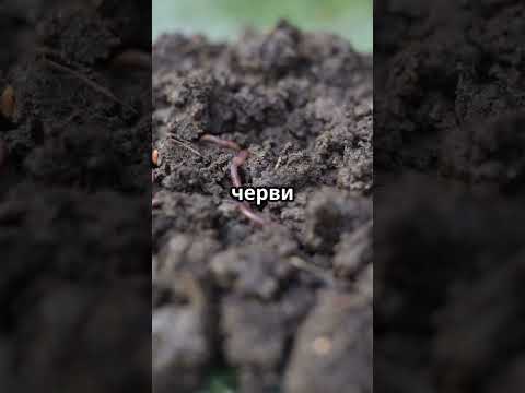 Почему дождевые черви выходят после дождя? 🌧️🪱 | Научные факты #shorts