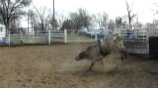 Flatrock Sunday Morning Sale Bulls 008.AVI- #811