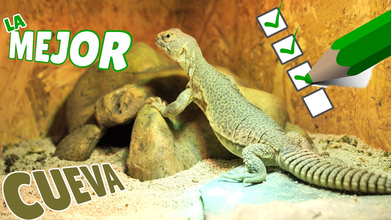 Cueva Exo Terra para reptiles🦎 ¿Cómo le ha ido a mi Uromastyx?
