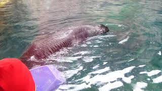 2018 - Pittsburgh Zoo - Sea Otter