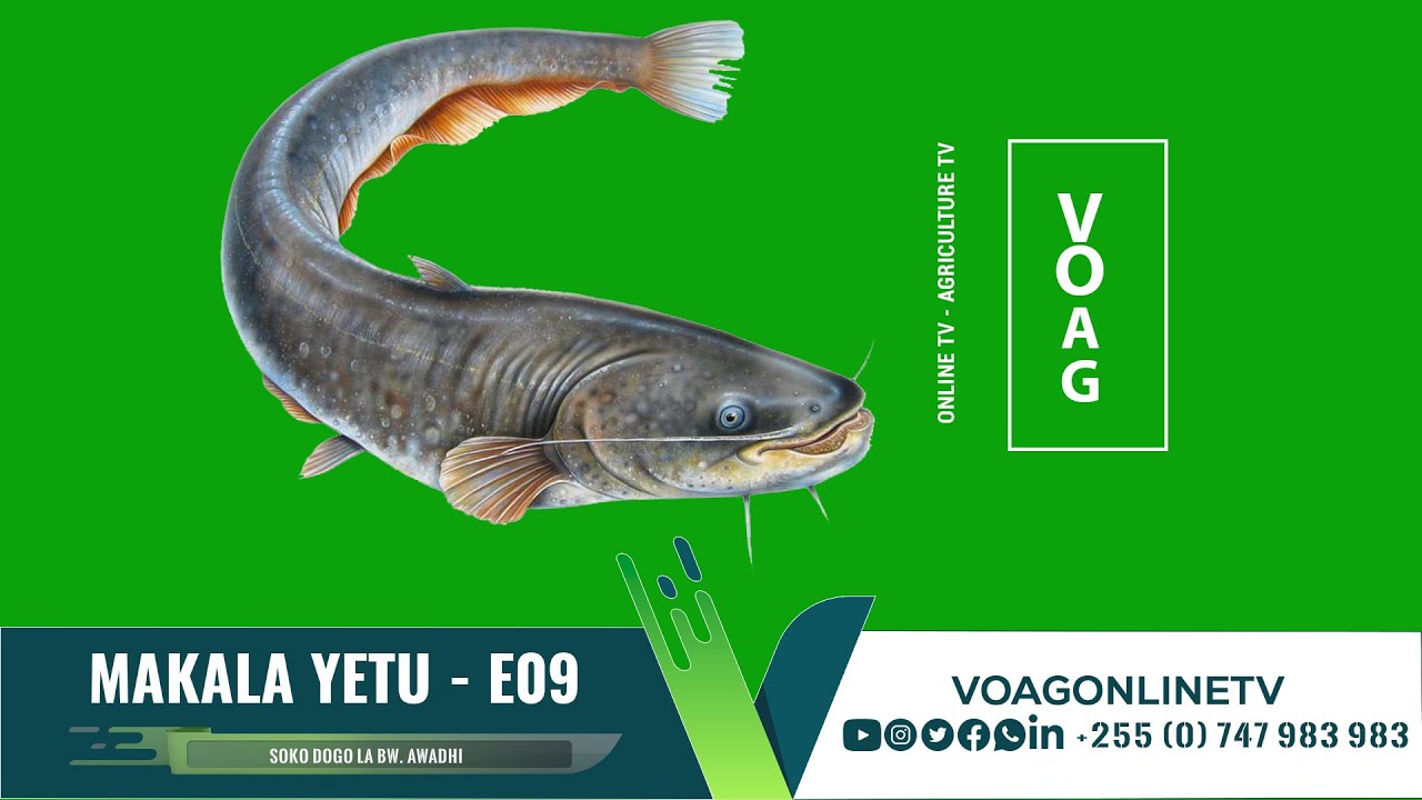 MAKALA YETU-09  |   UFUGAJI WA KAMBALE