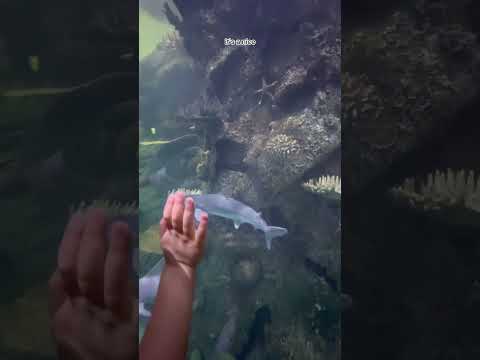 Видео: Дайвинг с акулами в Лас-Вегасе в Shark Reef Aquarium