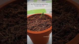 Day 146 of growing vegetables in Canada Indoors 🇨🇦 Let's take a gander! (Night Time) Rip Dad ♥️